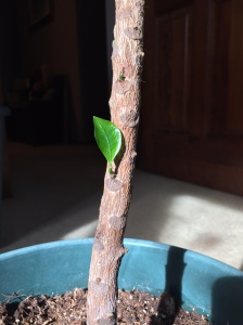 Croton-new growth